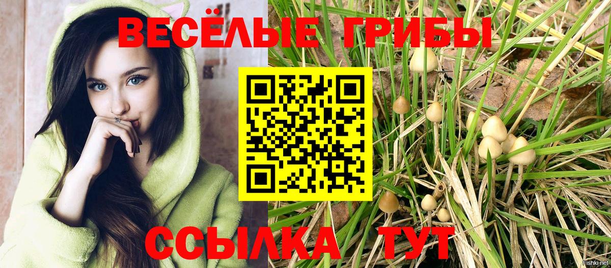 Псилоцибиновые грибы Psilocybe Нерюнгри